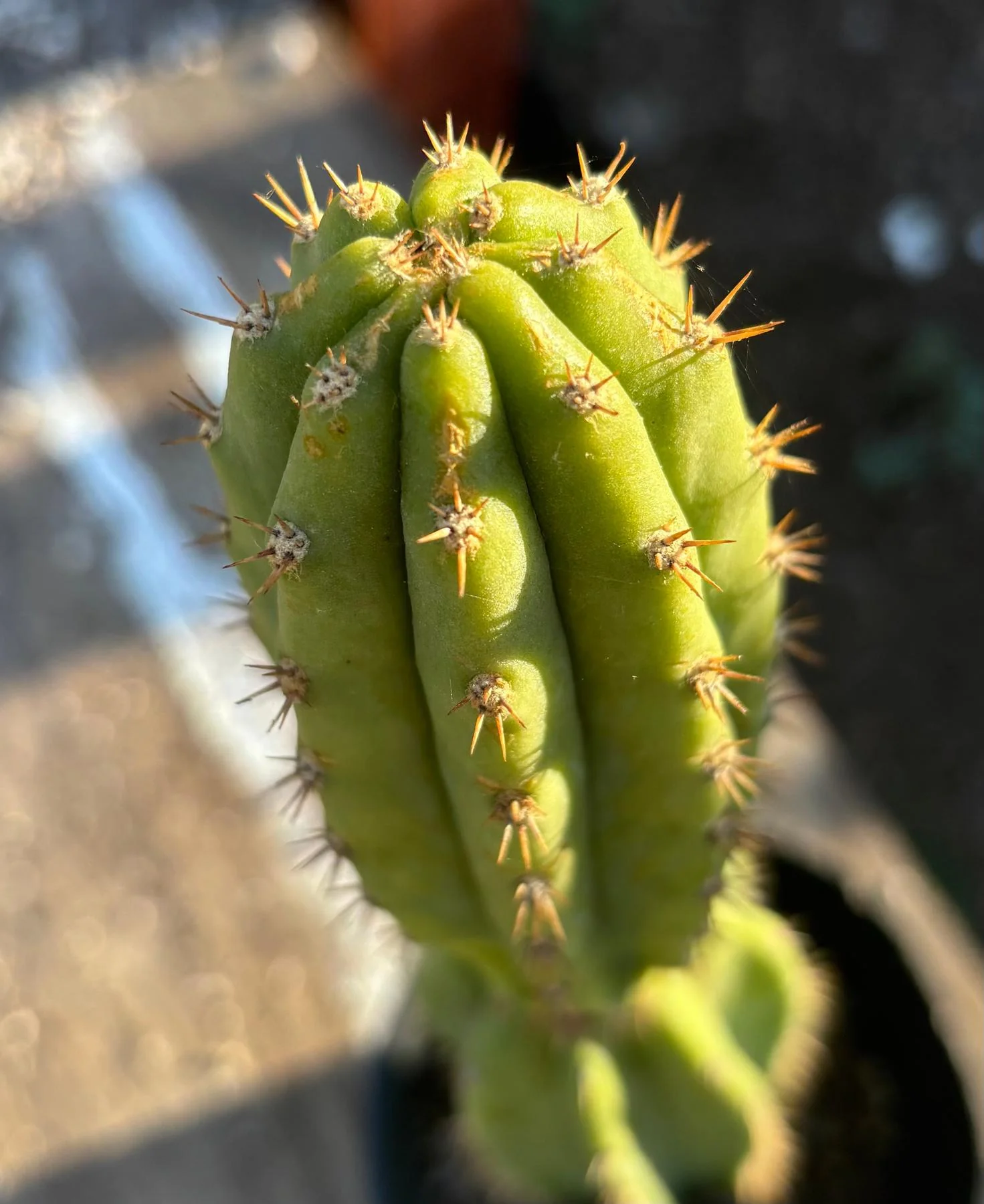 Thumb 5
