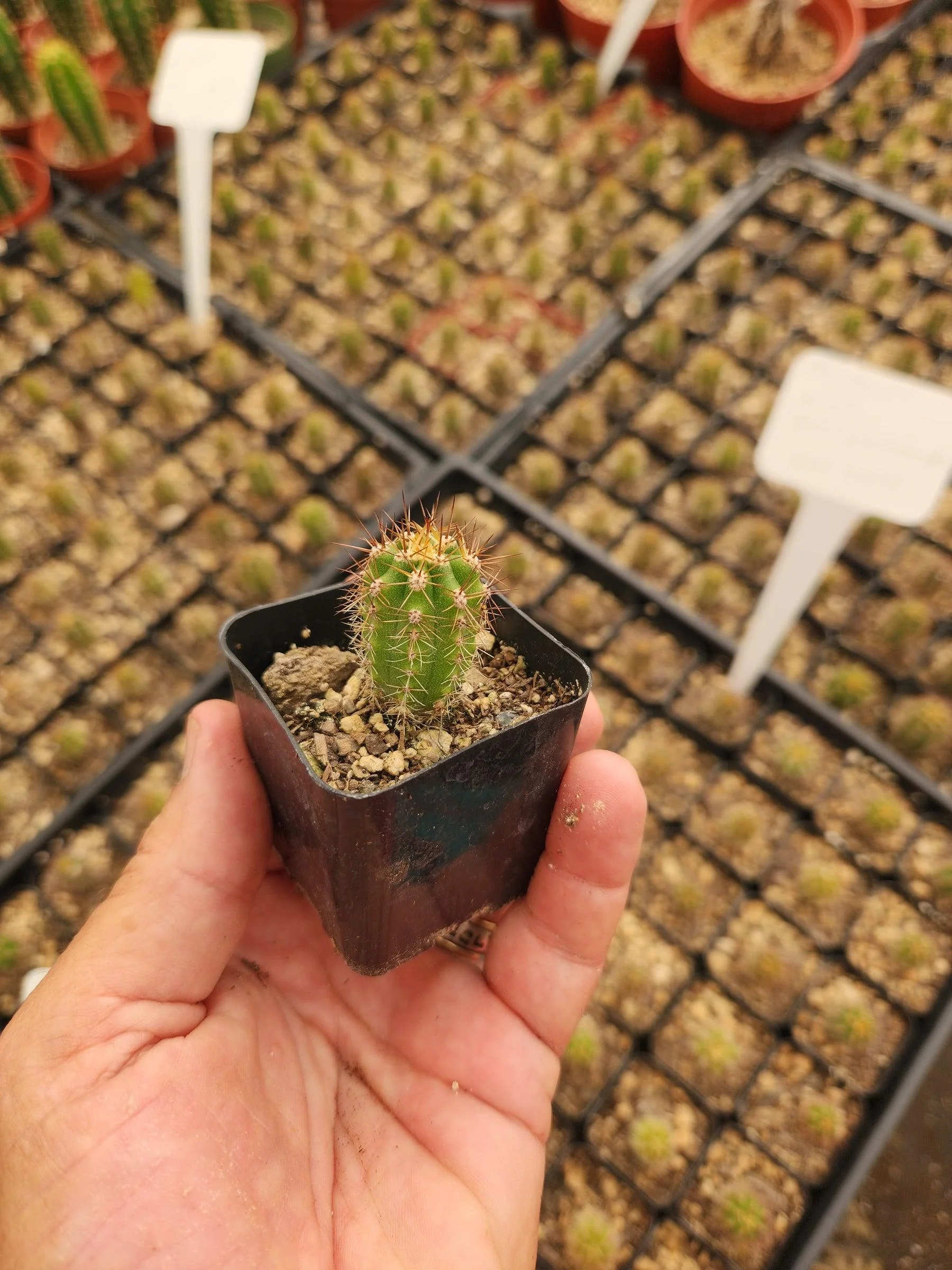Thumb 5