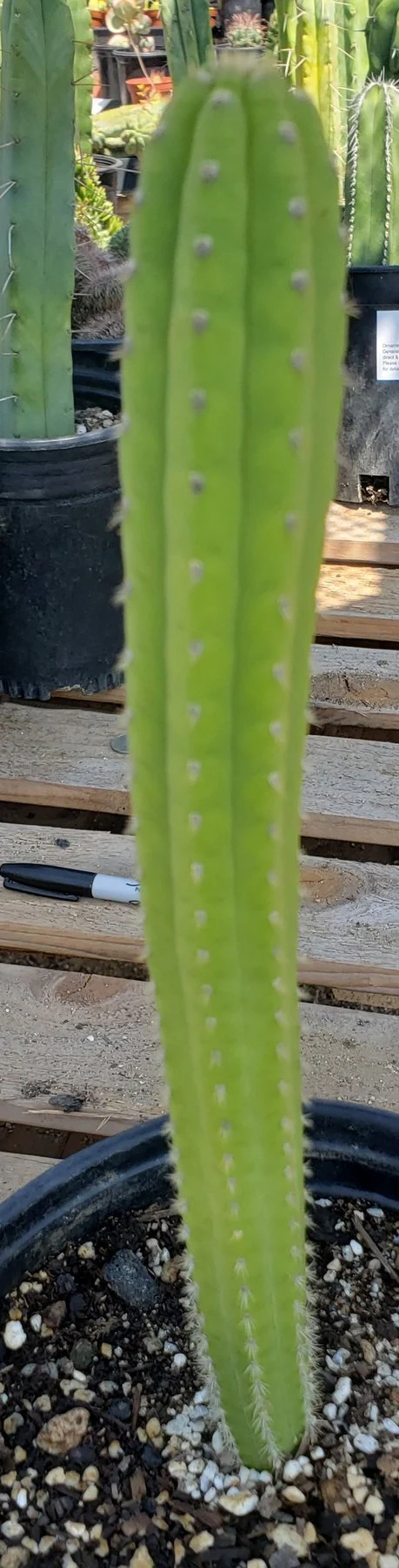 Thumb 3